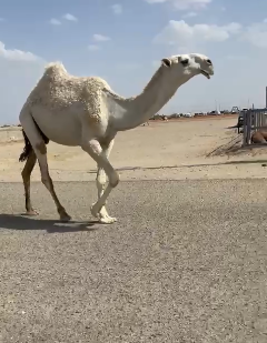 قعود السن لقي على بعير بن شميسان العضياني